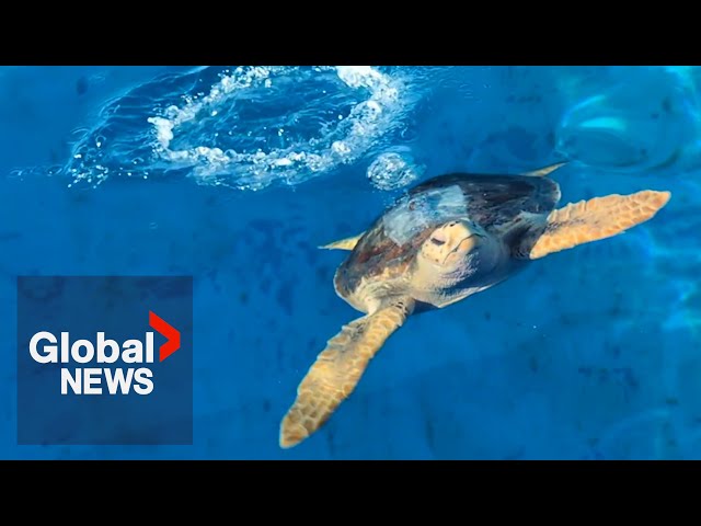 ⁣Rare loggerhead sea turtle 'Moira' rescued in BC, returned to wild in California