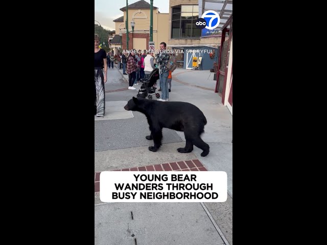 ⁣Young bear wanders through busy neighborhood