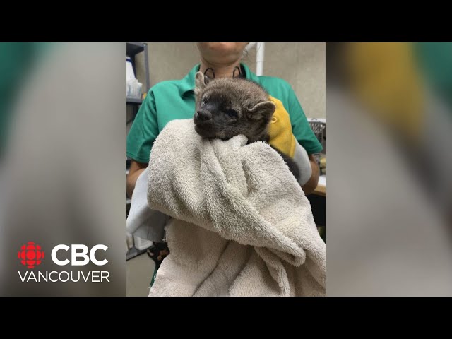 ⁣Pair of orphaned fishers rescued in June get ready to be released into wild