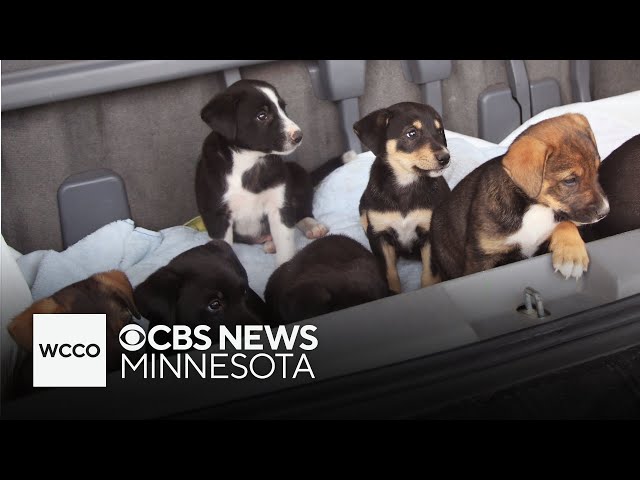 ⁣Minnesota dog shelter rescues 15 dogs displaced from Hurricane Helene and Milton