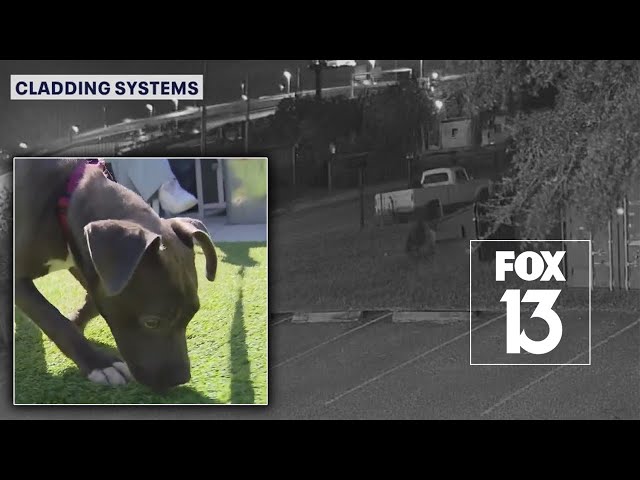 ⁣Video: Puppy tossed in dumpster 'like trash'