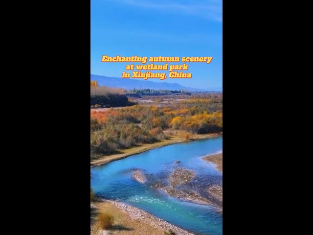 ⁣Enchanting autumn scenery at wetland park in Xinjiang, China