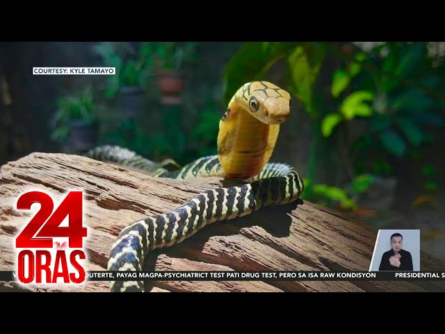 ⁣#KuyaKimAnoNa? - Bagong species ng king cobra, endemic sa Luzon; Computer screen,... | 24 Oras