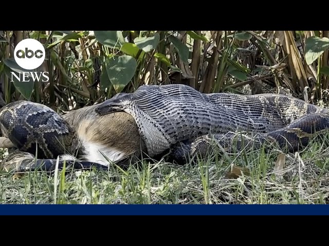 ⁣How Florida biologists discovered a Burmese python swallowing a fully-grown deer