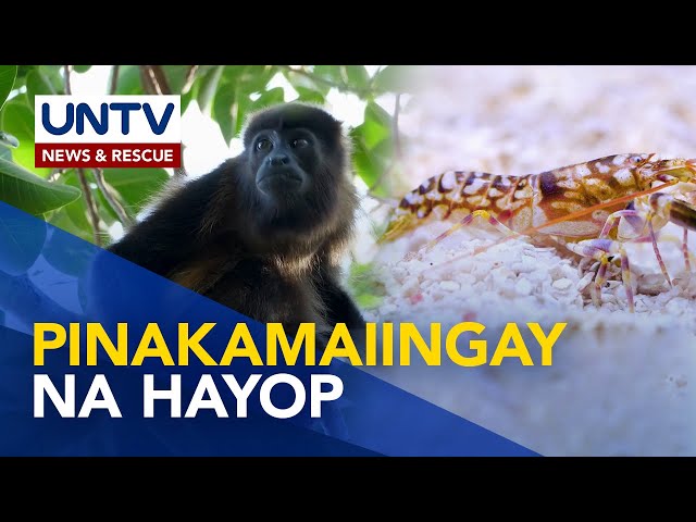 ⁣Alamin: mga hayop na pinakamaiingay sa mundo | Wonders of Creations