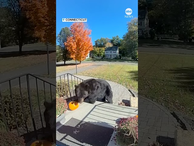 ⁣Black bear steals pumpkin from front porch