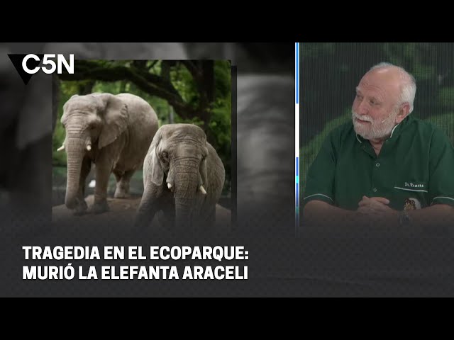 ⁣TRAGEDIA EN EL ECOPARQUE: MURIÓ LA ELEFANTA ARACELI