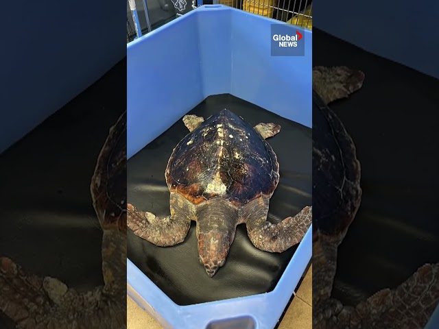 ⁣Sea turtle found in BC rehabilitated and released in California  #GoodNews