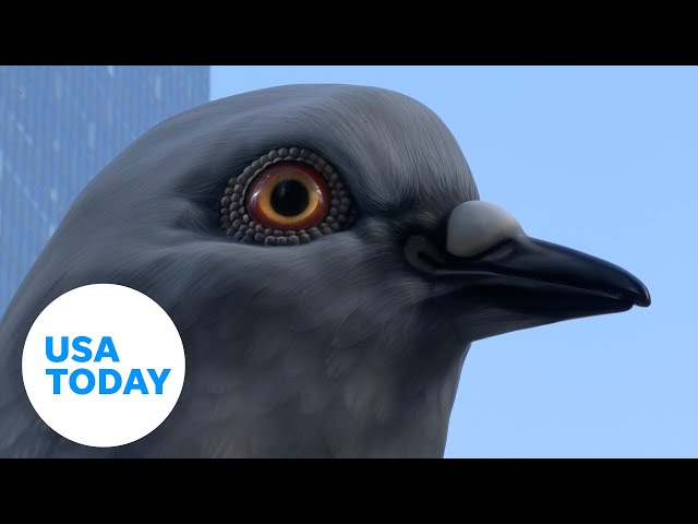 ⁣Such great heights: Giant pigeon statue reigns supreme over Manhattan | USA TODAY