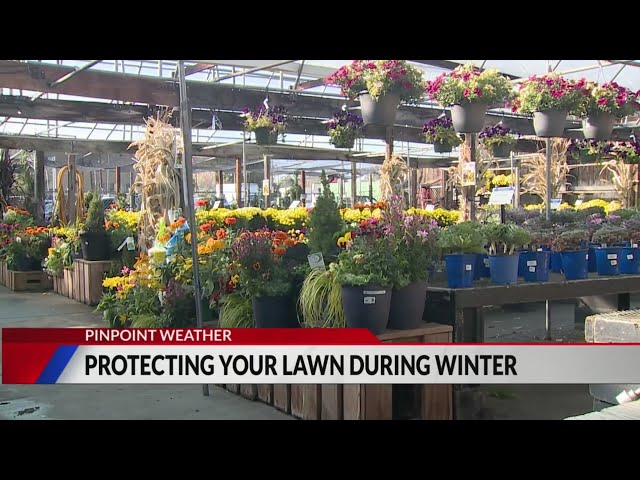 ⁣Denver weather: Tips to protect lawns, gardens as freezing temps arrive