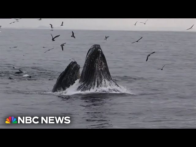 ⁣Scientists use AI to help track whale migration