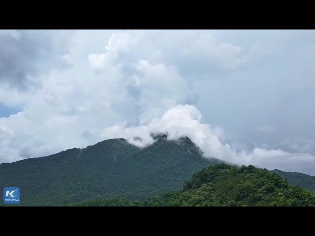 ⁣Eyes on Hainan: Get a glimpse of a national park's fascinating fungi