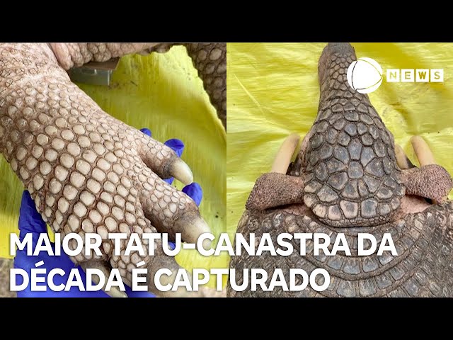 ⁣Maior tatu-canastra da década é capturado no Pantanal