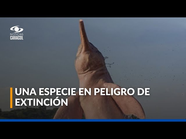 ⁣Comunidades en el departamento del Meta protegen a los delfines rosados