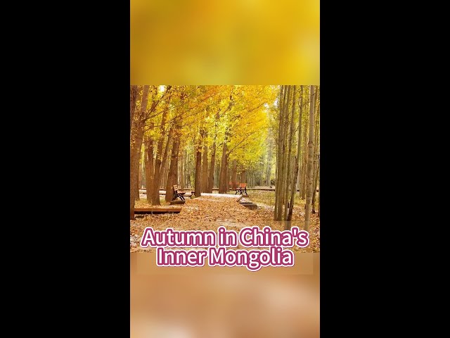 ⁣Fairy-like autumn in China's Inner Mongolia