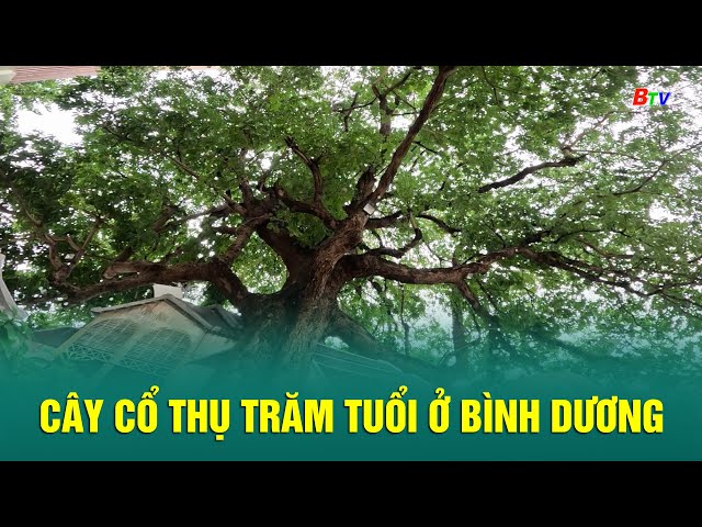 ⁣Cây cổ thụ trăm tuổi ở Bình Dương