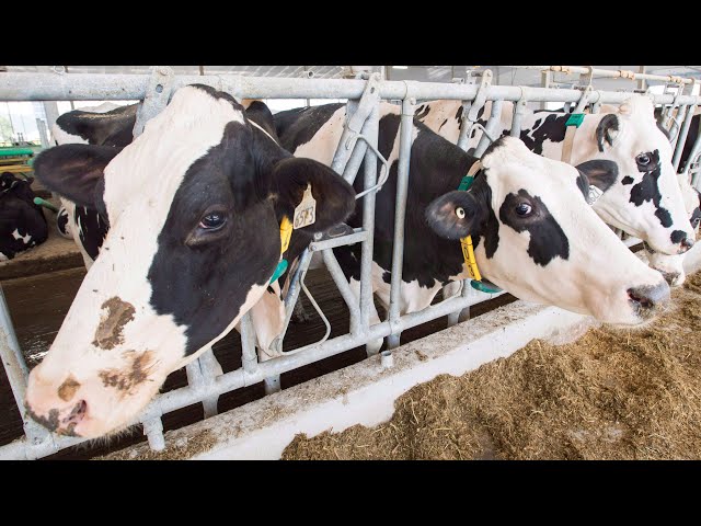 ⁣Crying over spilled milk: New study explores Canada's dairy dumping waste