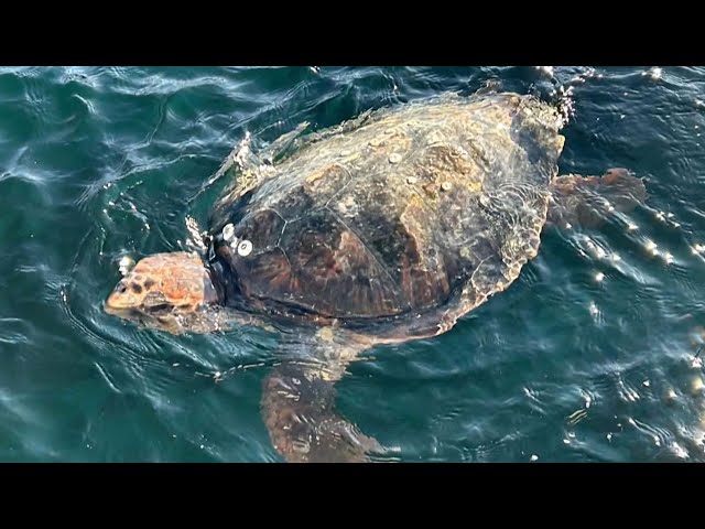 ⁣Endangered sea turtle found off B.C. coast returned to the wild