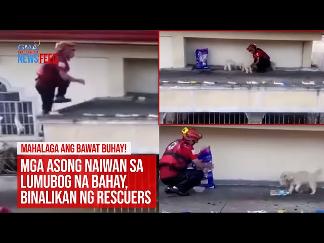 ⁣Mga asong naiwan sa lumubog na bahay, binalikan ng rescuers | GMA Integrated Newsfeed