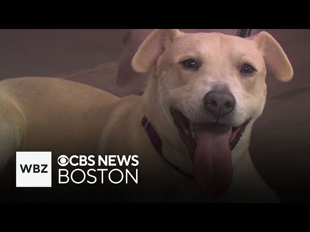 ⁣Playful puppies up for adoption through Massachusetts shelter