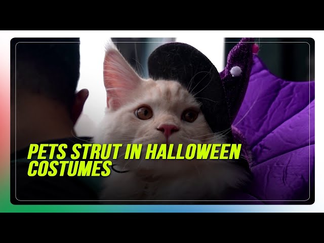 ⁣Spooky pets strut the Halloween catwalk in Hong Kong