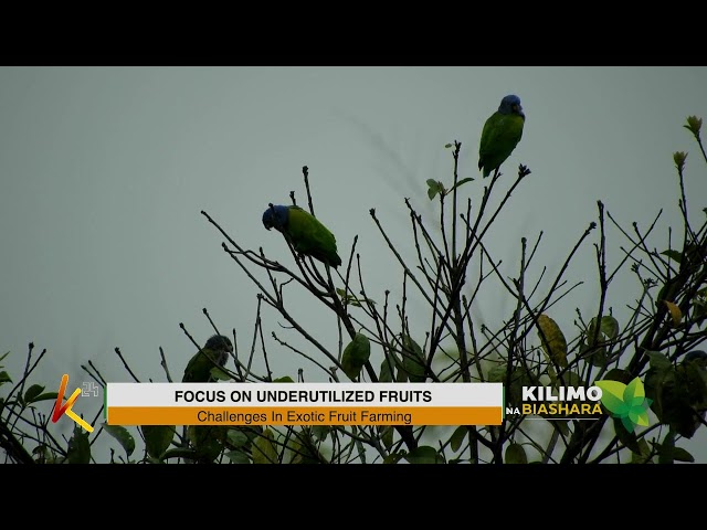 ⁣K24 TV LIVE | FOCUS ON UNDERUTILIZED FRUITS. #kilimonabiashara