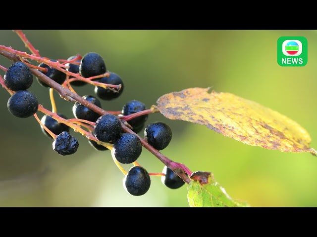 ⁣TVB News｜27 October 2024│Gurigesitai National Nature Reserve in Inner Mongolia