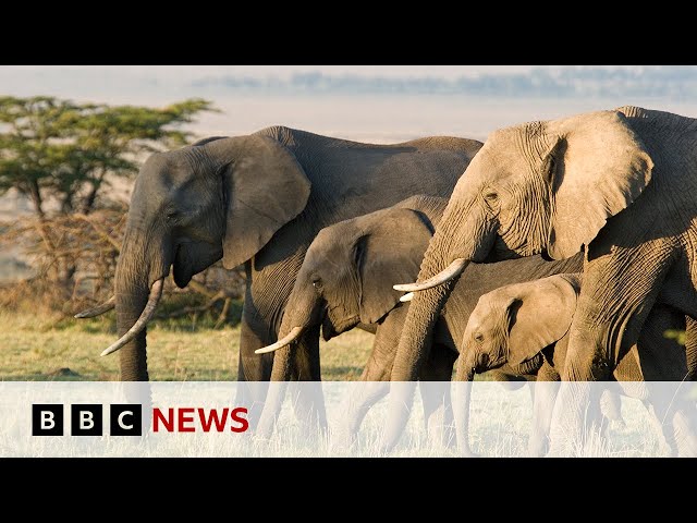 ⁣Can tech help to combat the illegal trade in elephant ivory? | BBC News