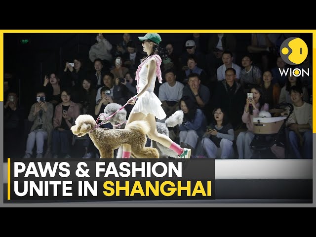 ⁣'Fabulous' Furry Friends At Fashion Week | World News | WION