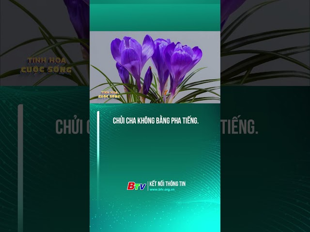 ⁣Chửi cha không bằng pha tiếng