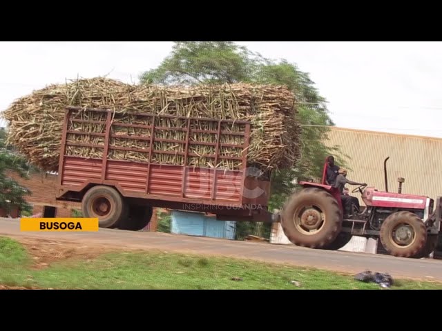 ⁣NEED TO INTERVENE: PLUNGING SUGARCANE PRICES DEVASTATE FARMERS IN BUSOGA.