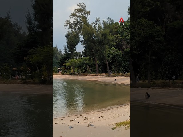 ⁣Revamped Big Sister's Island reopens with floating boardwalk, marine park