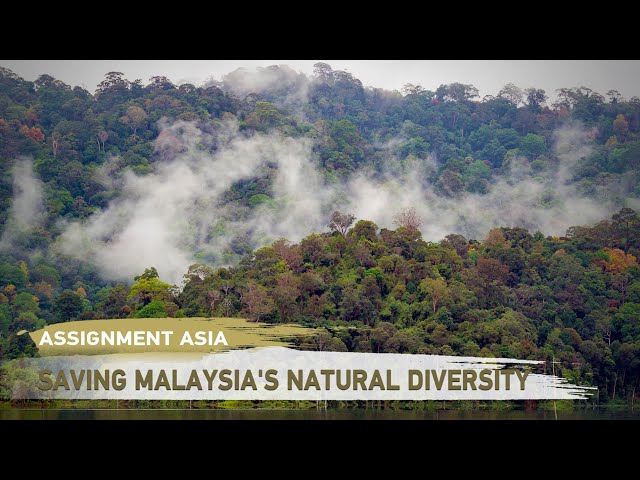 ⁣Assignment Asia: Saving Malaysia's natural diversity