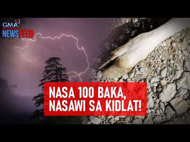 ⁣Nasa 100 baka, nasawi sa kidlat! | GMA Integrated Newsfeed