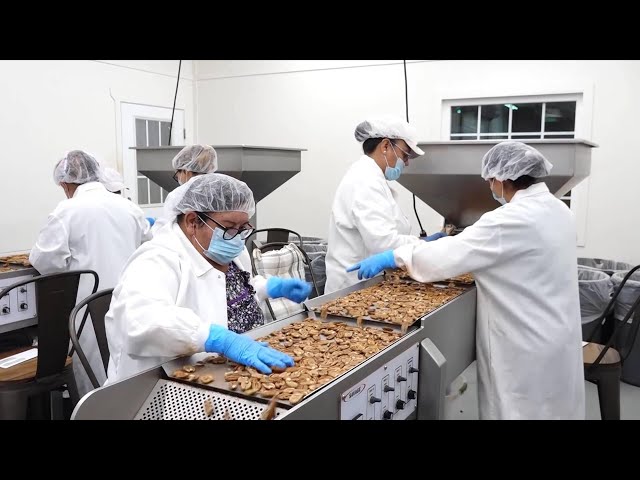 ⁣U.S. pecan industry grapples with headwinds, pinning hopes on comeback to Chinese market