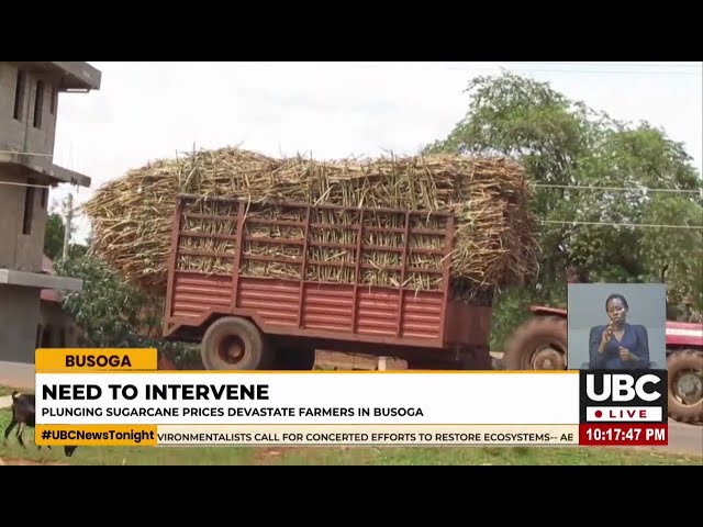 ⁣SUGARCANE PRICES IN BUSOGA DROP FROM 250,000/= TO 50,000/= PER TON, DEEPENING ECONOMIC HARDSHIPS.