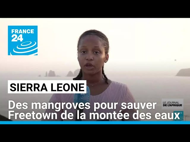 ⁣Sierra Leone : des mangroves pour sauver Freetown de la montée des eaux • FRANCE 24