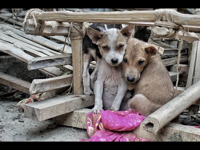 ⁣Carabayllo: Extorsionadores matan perritos de un albergue porque dueños no pagan cupo