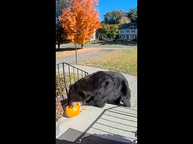 ⁣Furry porch pirate nabs pumpkin from porch #Shorts