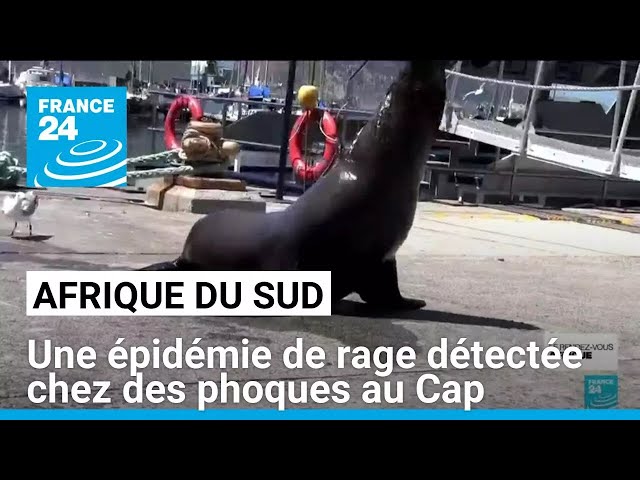 ⁣Afrique du Sud : une épidémie de rage détectée chez des phoques au Cap • FRANCE 24