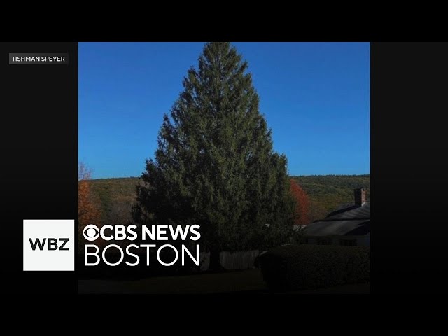 ⁣Tree from Massachusetts picked for Rockefeller Center Christmas display