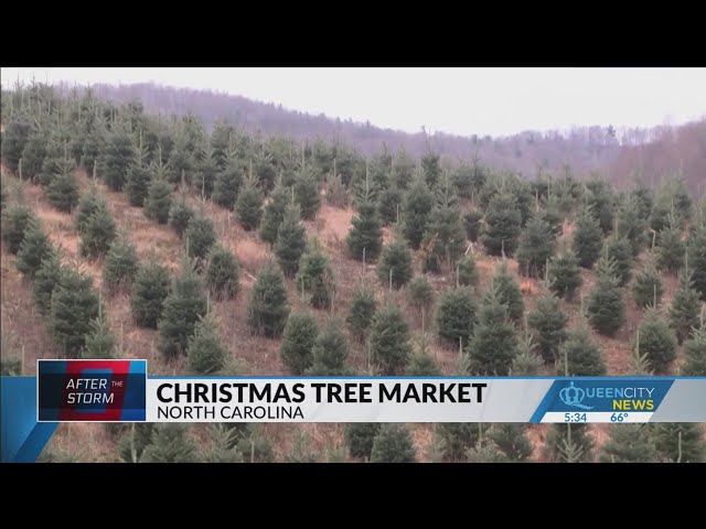 ⁣White House Christmas tree selected from Avery County farm