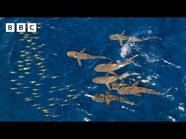 ⁣Hundreds of sharks launch brutal attack on tropical fish - BBC