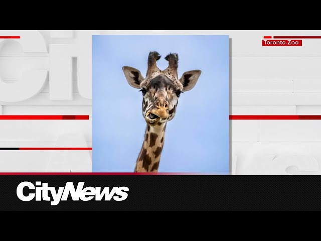 ⁣New giraffe arrives at Wilder Institute/Calgary Zoo after trans-Canada trip