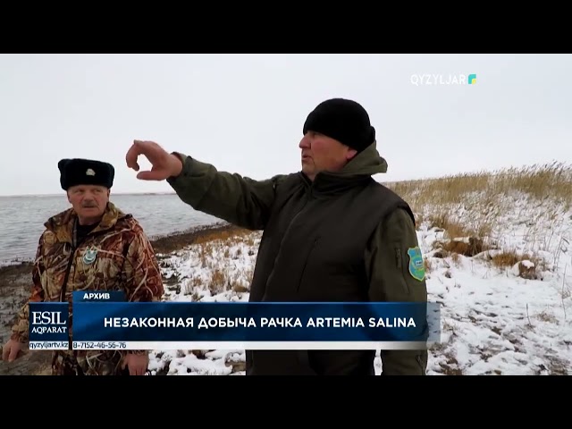 ⁣Незаконная добыча рачка artemia salina