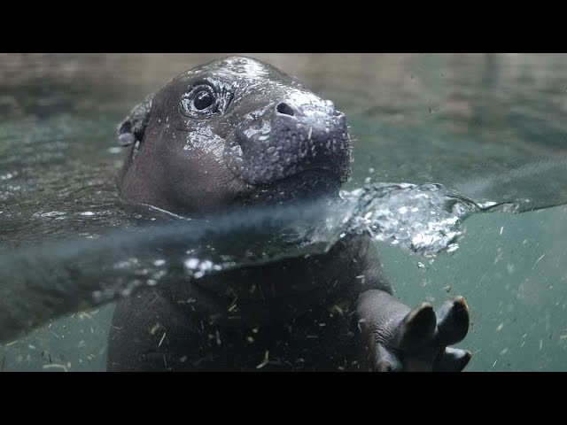 ⁣Premiers plongeons en public pour Toni, la petite hippo pygmée star de Berlin