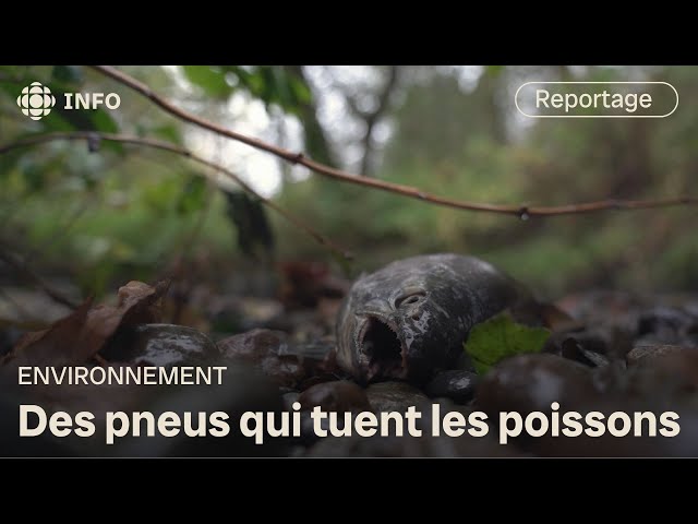 ⁣Un composé chimique qui tue les poissons | La semaine verte