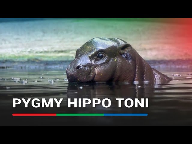 ⁣Pygmy hippo Toni explores Berlin Zoo pool | ABS-CBN News