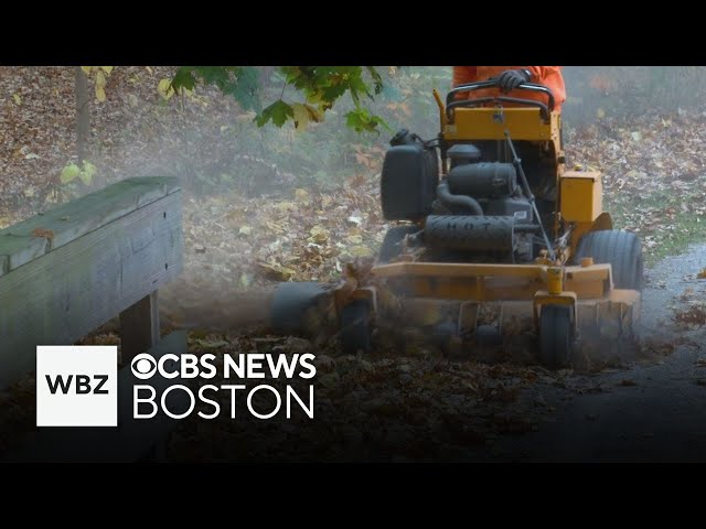 ⁣New MassWildlife program asks people to Leave The Leaves