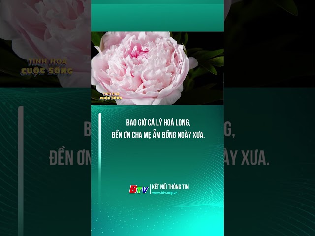 ⁣Bao giờ cá lý hoá long, đền ơn cha mẹ ẵm bồng ngày xưa